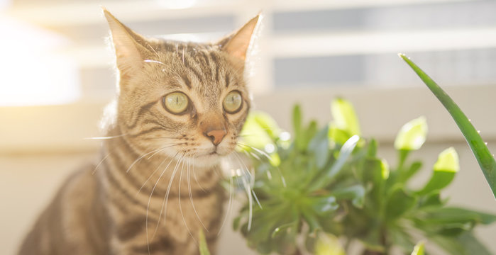 Beautiful short hair cat playing with plants at the garden on a sunny day at home