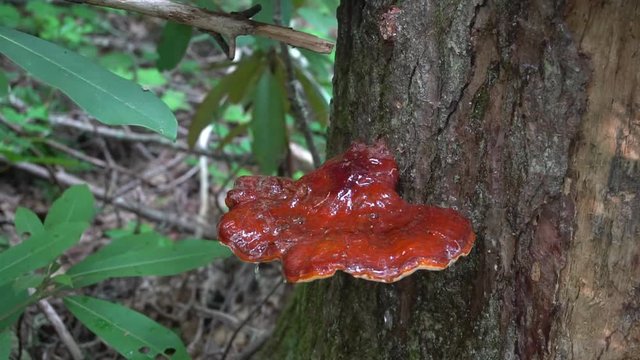 Foraging wild Reishi Mushroom. Pouring water on Reishi Mushrooms and the spores fall off.