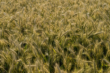 Heads of a barley (Latin: Hordeum vulgare) in blurred background of the huge crop field. Early morning with low sun that casts golden light over the field in wind. Mid July in Estonia, Europe.