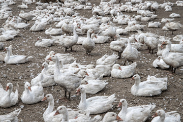 Obraz premium geeses in a goose farm