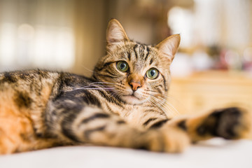 Beautiful short hair cat lying on the bed at home