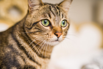 Beautiful short hair cat lying on the bed at home