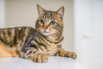 Cute short hair cat looking curious and snooping at home