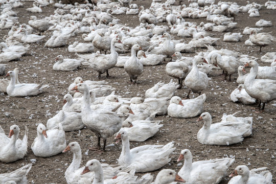 geeses in a goose farm