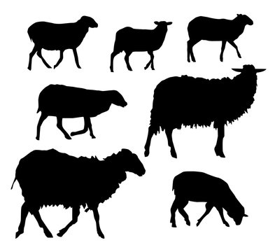 Set of sheeps. Badge. Symbol.