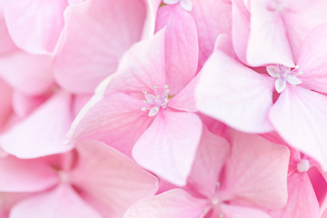 Beautiful pink hydrangea flowers background. Natural soft pattern, close up.