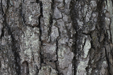 Fototapeta premium background of old tree back