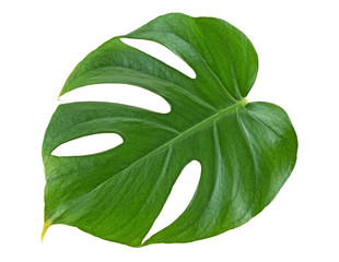 Monstera plant leaf - tropical evergreen vine isolated on white background. © domnitsky
