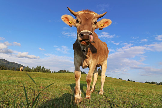 Eine hübsche junge braune Milchkuh mit Hörnern und Glocke leckt sich mit der Zunge die Nase ab. Braunvieh auf einer Weide in Bayern