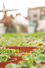 Close up of Flower and Vegetable Seedings in Greenhouse