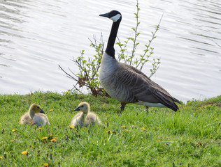 Canadian geese family on green grass by a lake on a bright summer day 