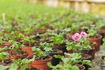 Close up of Flower and Vegetable Seedings in Greenhouse