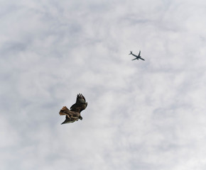 birds and plane in flight same time