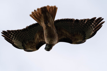 eagle