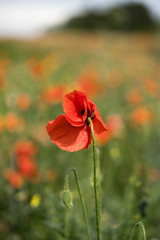 Close up of a bright red poppy in green field. Blurred background with green and red color splashes.