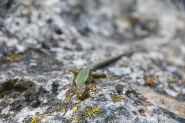 lizard on rock