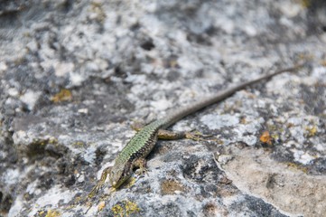 lizard on rock