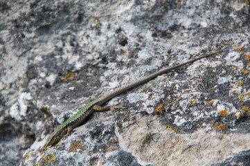 lizard on rock