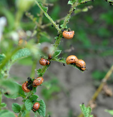 Larvae of Colorado Potato Beetle