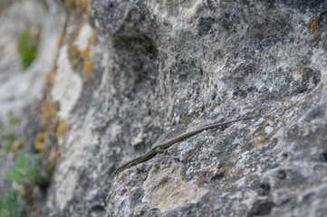 Lizard on rock