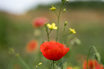 Obraz na płótnie Canvas Close up of a bright red poppy in green field. Yellow Turkish wartycabbage (Bunias orientalis) blossoms. Blurred background with green, yellow and red color splashes. Estonia, Europe.
