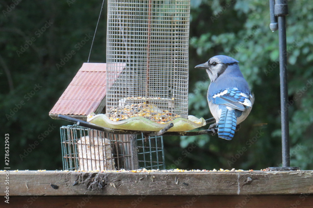 Canvas Prints Bluejay