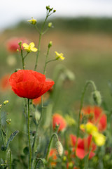 Close up of a bright red poppy in green field. Yellow Turkish wartycabbage (Bunias orientalis) blossoms. Blurred background with green, yellow and red color splashes. Estonia, Europe.