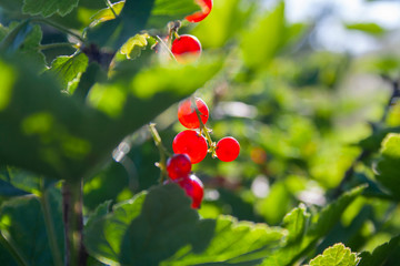 Red ripe juicy currant on the green branch at sunny day close up. Red currant bunch on sun light. Redcurrant berries ribes rubrum. Berries of asia, europe and north america