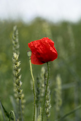 Close up of a bright red poppy in green half ripe corn field. Blurred background with green and red color splashes. July in Estonia, Europe.