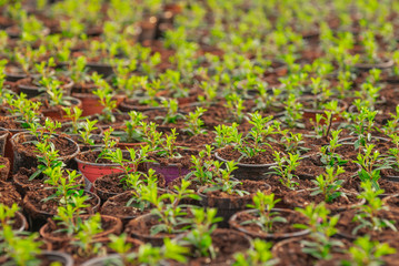 Close up of Flower and Vegetable Seedings in Greenhouse