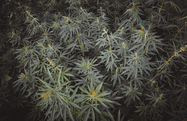 Background of young shoots of marijuana. Growing organic cannabis on the farm. Wallpaper of marijuana.