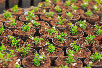 Close up of Flower and Vegetable Seedings in Greenhouse