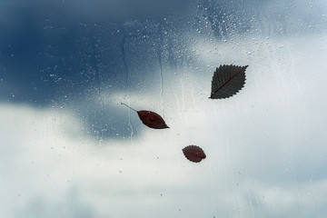 Rain drops on wet window and fallen leaves behind. Concept of rainy weather, autumn. Abstract...