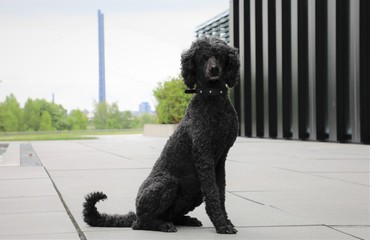 Black poodle with architecture in the background