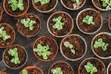 Close up of Flower and Vegetable Seedings in Greenhouse