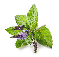 fresh blooming mint flower © Mara Zemgaliete