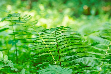 Walking fern plant, Hrb hill, Vepor mountains, Polana, Slovakia © vrabelpeter1