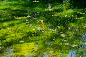 Pond water background