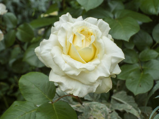 white rose on green background