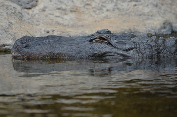 Krokodil im Wasser an der Oberfläche