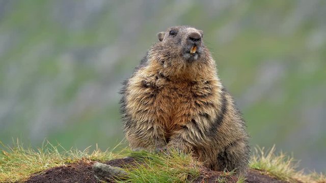 Alpine marmot (Marmota marmota) in the mountains