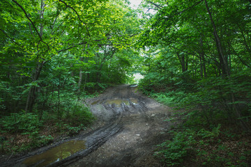 the road in the mountain range, sharp turns of the road in the forest