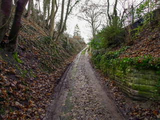 road in the garden, autumn leaves in Stuttgart