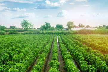 Obraz premium Plantations of sweet Bulgarian bell pepper. Farming and agriculture. Cultivation, care and harvesting. Grow and production of agricultural products for sale. farmland. Plant growing, agronomy.
