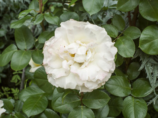 the revealed white rose