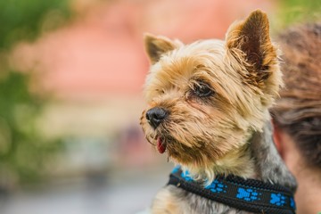 Portrait of cute sideways looking brown and grey yorkshire terrier with blue collar on. Blurry red and blue background.