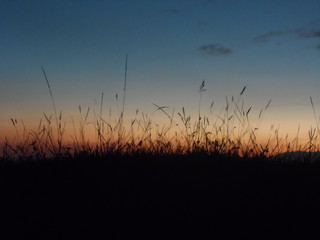 silhouette of grass at sunset