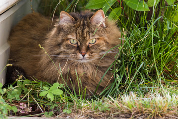 Naklejka na ściany i meble Lovable cat of livestock in relax in a garden, siberian purebred kitten
