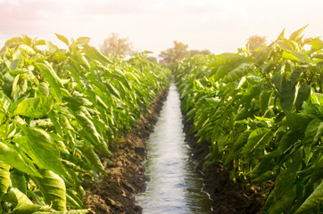 Rows pepper plantation divided by irrigation water channel. traditional method of watering the fields. Cultivation, care of the pepper plantation. Beautiful farm field. Farming and agriculture