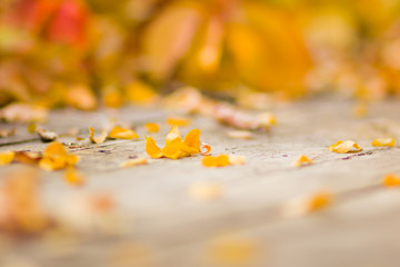 Yellow leaves on wooden boards. Colorful leaves on a blurred background. Autumn pattern. Creative copy space